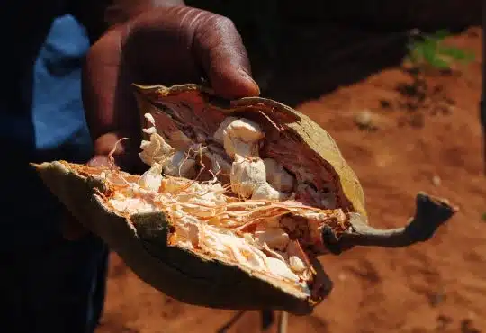 baobab tree, fruit, baobab fruit