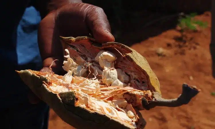 baobab tree, fruit, baobab fruit