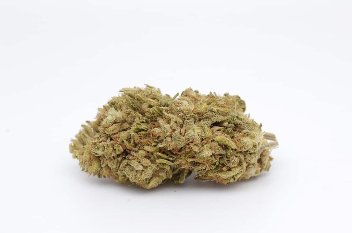 Snow haze pourquoi utiliser cette fleur de CBD