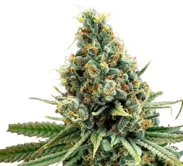 Snow haze pourquoi utiliser cette fleur de CBD