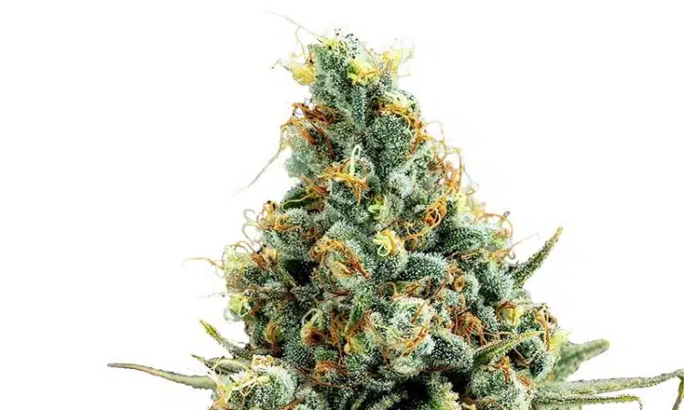 Snow haze pourquoi utiliser cette fleur de CBD