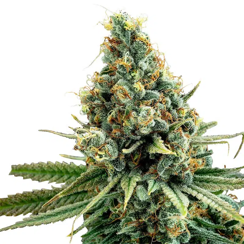 Snow haze pourquoi utiliser cette fleur de CBD