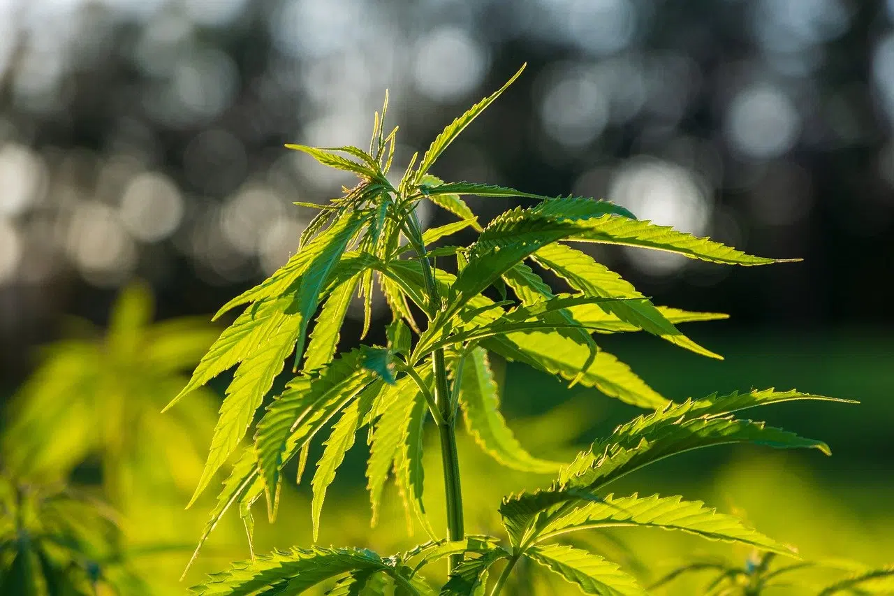 cbd